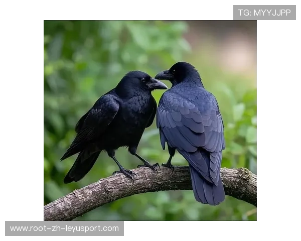 乌鸦主力回归，整体实力提升显著，乌鸦主e